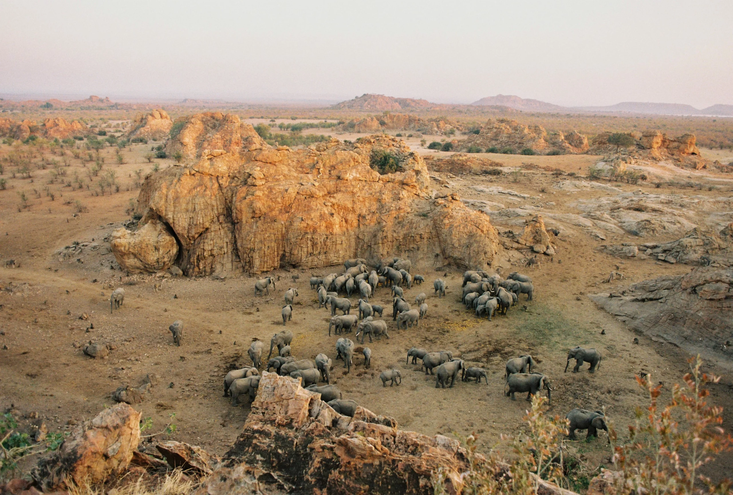 Experience Matabeleland | Voetspore. Scenic photo captured in Matabeleland with Voetsporerentals. It shows a massive group of wild elephants in a beautiful canyon.